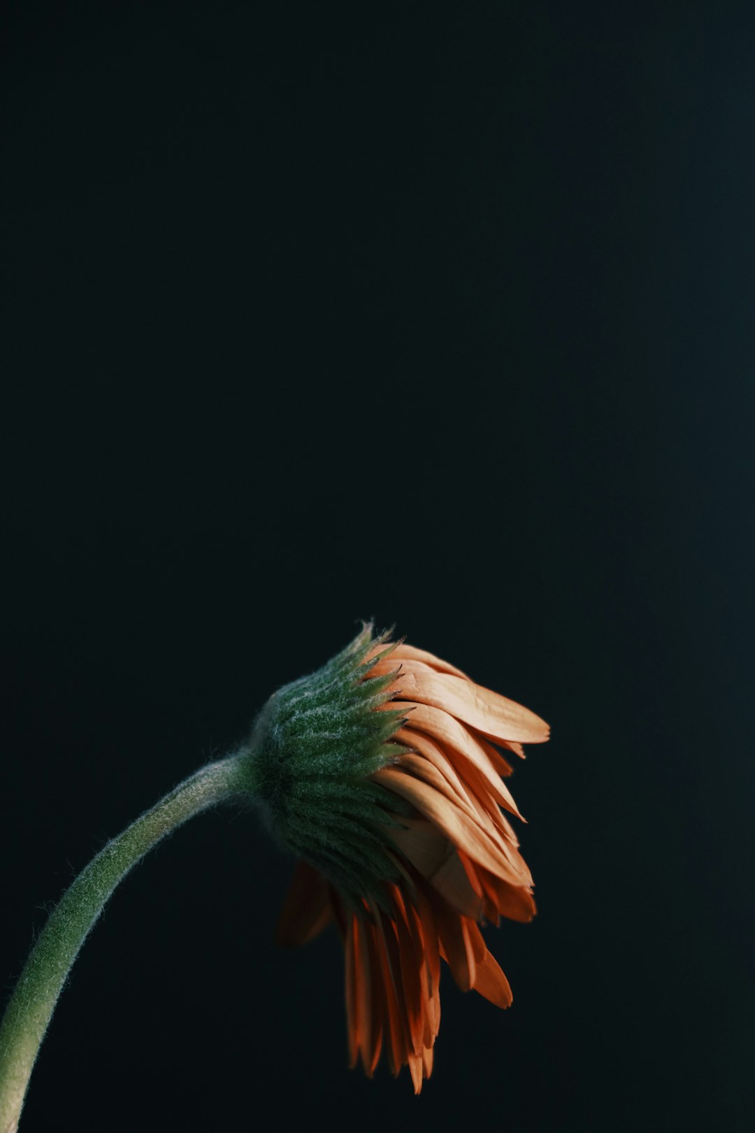 sl