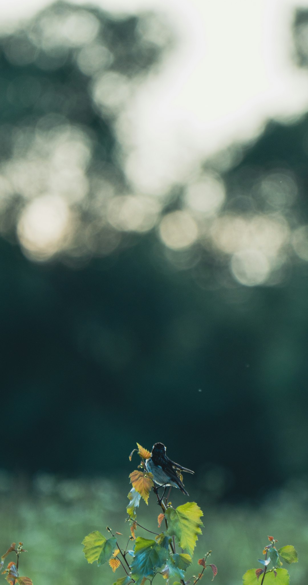 sl