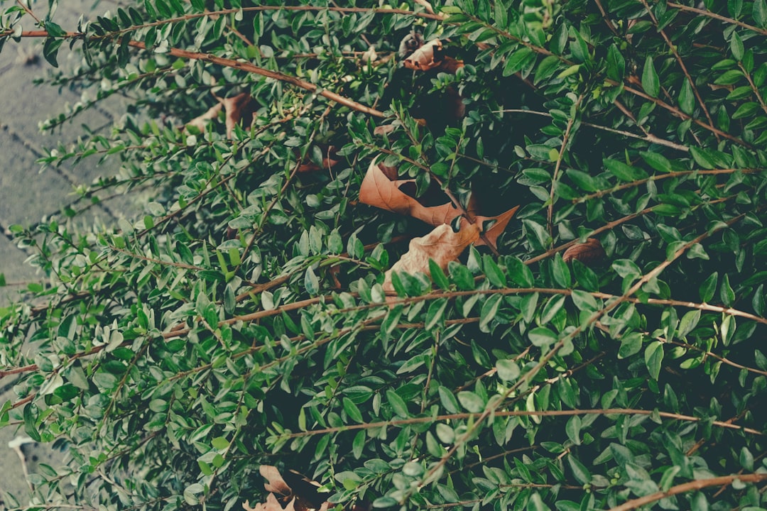sl